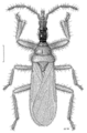 Enicocephalinae: Systelloderes maclachlani, de Nouvelle-Zélande.