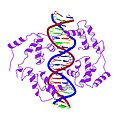 5/07 structure of protein HNF1a bound to DNA, PDB 1IC8