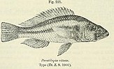 Haplochromis vittatus