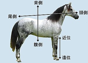 四肢動物における方向。ウマ。