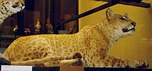 This stuffed jaguar/lion hybrid from the Rothschild Museum in England is the closest we have to an impression of how the so-called Congolese spotted lion may have looked.