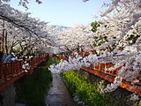 鎮海区 (昌原市)の桜