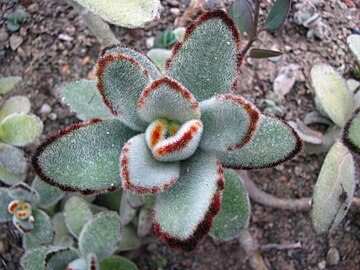 Kalanchoe tomentosa