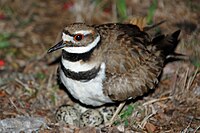 Killdeer