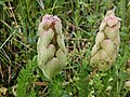 Lamium purpureum