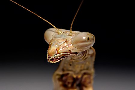 Large brown mantid at Mantis, by Fir0002