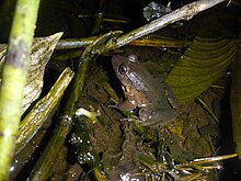 An image of the Dwarf Jungle frog (Leptodactylus wagerni)