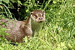 Loutre d'Europe