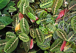 Maranta leuconeura var. erythroneura