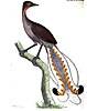 Menura superba - Superb Lyrebird