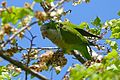 Conure veuve mangeant des graines (Catalogne, Espagne)