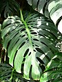 Monstera deliciosa