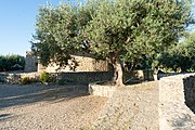 olive tree in front of the elementary school