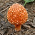 Mushroom in Talakona forest