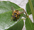 Myathropa florea sur une feuille