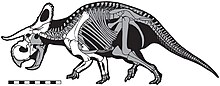 Diagram of a dinosaur skeleton on four legs