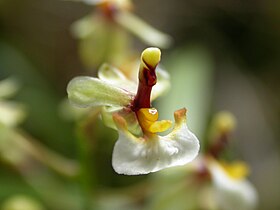 Ornithophora radicans