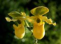 Paphiopedilum primulinum