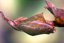 Sub-adult female ghost mantis