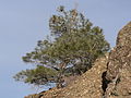 This Pinus sabiniana (foothill pine), the most common tree species in the park, is dwarfed by harsh conditions near the summit of Mount Diablo.