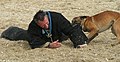 Démonstration d'un chien policier