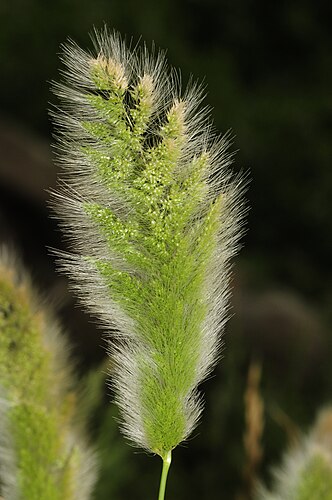 Многобородник монпелиенский (Polypogon monspeliensis)