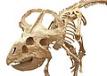 Protoceratops-skeleton.jpg