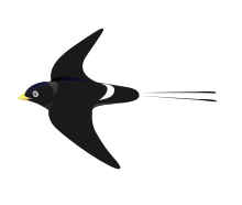 large black swallow in flight with white rump and long tail streamers