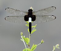 ♂