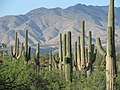 Saguaros dans leur habitat naturel à Ímuris, Sonora.