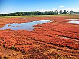 能取湖畔のサンゴ草（2017年9月）