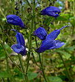 Salvia cacaliaefolia