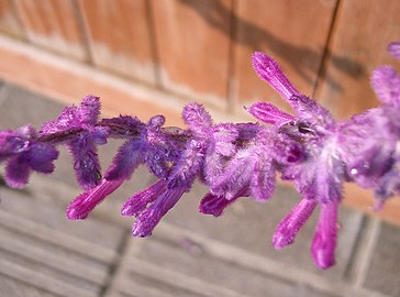 Salvia leucantha