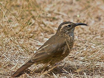 Upucerthie des buissons (Upucerthia dumetaria)