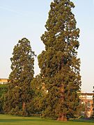 Sequoia trees