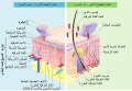 العربيَّةArabic