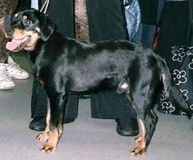 Chien courant du Småland, variété à queue longue.