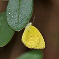 Small Grass Yellow (Eurema brigitta) in Talakona forest