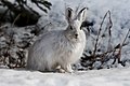 2013年11月14日 (木) 04:54時点における版のサムネイル