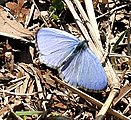 Adult, dorsal view.