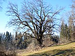 Stiel-Eiche in Tentschach