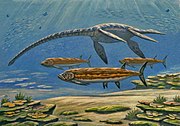 Restoration of Styxosaurus and Xiphactinus