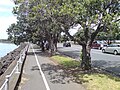 Tamaki Drive Cycleway on a Sunny Day