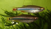 Tanichthys thacbaensis