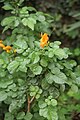 Tecoma capensis (inflorescência)