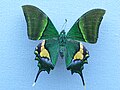 The green iridescence of the swallowtail Kaiser-i-Hind (Teinopalpus imperialis) led to the discovery of three-dimensional photonic crystal structure.