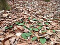 Colony of the orchid, Tipularia discolor, with seed pods, Florida, February.