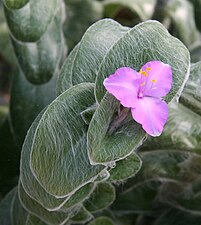 Cуккулентная традесканция силламонтана (Tradescantia sillamontana)