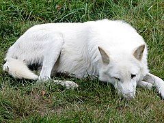 Loup de Vancouver (C. l. crassodon)