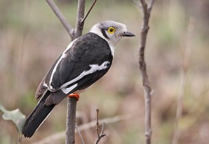 P. p. talacoma in South Africa